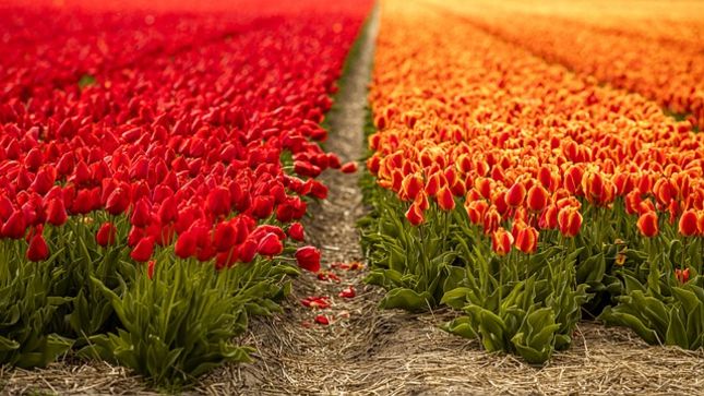 Tulpenfeld Holland